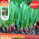 壽禾各種蔬菜種子批發(fā)大全壽光青菜番茄黃瓜四季可種老品種冬春種籽 獨根紅韭菜種子12gx2包