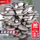 大禹蘑菇種植包玉米平菇芯菌包家庭種植香菇菌菇種子可食用菌包菌棒 灰平菇種植大菌包2個(gè)約4斤