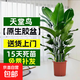 天堂鳥(niǎo)盆栽室內客廳高級感大型綠植辦公室大葉植物高端鶴望蘭新房 精品天堂鳥(niǎo)1.1-1.2米+原盆