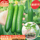 壽禾 蔬菜苗活苗帶土發(fā)貨大全菜苗種苗冬春各種秧苗山東壽光苗子陽(yáng)臺 （直根）水果黃瓜苗5棵