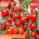 壽禾 正宗釜山88圣女果小番茄種子冬春季蔬菜籽 釜山88千禧圣女果種子 10粒