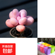 多肉植物組合室內小盆栽紫樂(lè )桃蛋熊童子多肉新手好養幼兒園小盆栽 桃蛋1顆+彩色塑料盆+營(yíng)養土