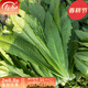 壽禾 油麥菜種子耐熱生菜農家四季蔬菜種孑播冬春季菜種子小青菜菜籽 老品種 米香油麥菜種子20g