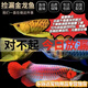 柚公主十年漁場(chǎng)金龍魚(yú)紅龍魚(yú)銀龍魚(yú)或觀(guān)賞魚(yú)苗 一公一母【盲盒發(fā)貨】