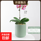 陶瓷花盆綠植盆栽家用客廳白色輕奢蝴蝶蘭花盆大口徑送塑料托盤(pán) 綠色