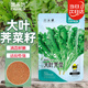 菜禾地 薺菜種子苗大葉農家庭院陽(yáng)臺冬季蔬菜種籽 大葉薺菜種子約2000粒