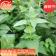 壽禾 藿香種子帶土食用香草籽冬春季陽(yáng)臺四季 濰豐香洋藿香種子2000粒