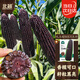 北蔬香糯黑玉米種子苗四季早熟抗旱抗倒菜籽 屯玉糯9103玉米種子80g