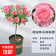 樹(shù)狀月季花苗樹(shù)樁月季苗樹(shù)形月季大花庭院花卉南北方種植當年開(kāi)花 珊瑚果凍 1公分粗