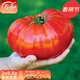 壽禾 傳家寶牛排番茄種子大番茄老品種菜四季冬春季壽光菜種籽 經(jīng)典牛排番茄種子 10粒x2包