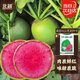北蔬心里美蘿卜種子苗冬春紅心水果蘿卜蔬菜種籽 滿(mǎn)堂紅蘿卜種子10g