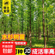 水杉樹(shù)苗落羽杉四季常青風(fēng)景大樹(shù)南北方喬木行道樹(shù)工程綠化杉樹(shù)苗 精品水杉樹(shù)苗（3公分粗）【基地直銷(xiāo) 現挖現賣(mài)】