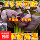 【虧本沖量】耐熱紫羅蘭紫油菜種籽上海青小青菜蘇州青四季播抗熱 紫羅蘭油菜種子 紫羅蘭油菜種子1包