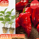 壽禾辣椒種苗大全小米椒冬春季蔬菜苗壽光秧苗帶土盆栽陽(yáng)臺種苗 紅魔鬼辣椒苗 6棵