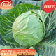 壽禾 包菜綠甘藍種子包頭菜圓白菜冬春季播種壽光大頭菜四季菜籽 綠甘藍種子 150粒x2包