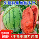 【新緣鮮果】?jì)?yōu)選當季采摘手撕2K糖丸西瓜脆甜多汁時(shí)令生鮮包郵 小糖丸帶箱1.5-2斤（凈重1.5斤-2斤）
