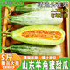 橙小士山東羊角蜜甜瓜現摘壽光特產(chǎn)新鮮水果生鮮羊角脆瓜整箱 羊角蜜3斤裝