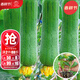 大禹絲瓜種子苗帶土幼苗秧苗種子新品種特長(cháng) 肉絲瓜苗帶土幼苗5棵