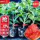 大禹西瓜苗秧苗8424帶土幼苗嫁接特大種苗麒麟美都苗子南方春季 冰糖麒麟嫁接8424西瓜苗秧苗20棵