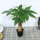 格調生活大號發(fā)財樹(shù)室內三桿陶瓷盆陽(yáng)臺辦公好養綠植盆栽花卉招財寓意植物 單桿發(fā)財樹(shù)原盆 帶盆栽好