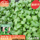 壽禾 20天雞毛菜種子四季小青菜冬春季蔬菜小白菜油菜上海青陽(yáng)臺菜籽 卓嫩雞毛菜種子60g約1.2萬(wàn)粒