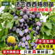 臨雅西梅樹(shù)樹(shù)苗盆栽室內外庭院果樹(shù)果苗南方北方四季種植耐寒水果樹(shù)苗 【旗艦款】法蘭西西梅杯苗【高50-70cm】1棵