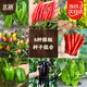 北蔬辣椒種子苗美人椒朝天椒薄皮皺椒四季陽(yáng)臺蔬菜籽 8種辣椒種子大全