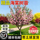 禾述【精品】高桿海棠樹(shù)苗當年開(kāi)花耐寒耐旱別墅庭院地栽四季好養花卉 【6公分粗】西府海棠花樹(shù)苗（帶土球發(fā)貨）當年開(kāi)花