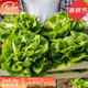 壽禾 奶油生菜種子多品種春播種青菜生菜籽蔬菜種孑四季易種種籽 濰豐奶油生菜種子2g約1400粒