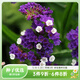 虹越萌吖吖花卉種子 切花勿忘我私語(yǔ)10粒/包秋播多年生觀(guān)花種子 切花勿忘我   私語(yǔ) 紫羅蘭色