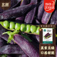 北蔬 甜豌豆種子紫色大莢甜脆冬春四季盆栽蔬菜種籽 紫莢豌豆種子20g
