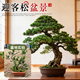 瑯闕迎客松真樹(shù)客廳綠植羅漢松庭院盆景造型老樁45-55cm原盆源頭直發(fā)