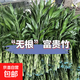 富貴竹水培植物客廳招財花卉綠植盆栽室內四季好養綠葉帶根水竹子 富貴竹60-70cm【6棵】送營(yíng)養液