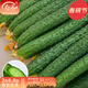 壽禾 旱黃瓜種子強雌籽種各種水果青瓜春季四季蔬菜壽光種籽 （油亮先鋒）綠肉強雌性黃瓜種子2g