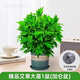 中夢(mèng)  艾草盆栽新鮮艾蒿室內外陽(yáng)臺驅蚊香草小綠植物艾葉苗 艾草大苗1盆(加侖盆)