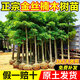 靜黛軒正宗四川金絲楠木樹(shù)苗 【帶土帶葉】金絲楠木-高30-40cm 源頭直發(fā)