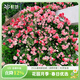 虹越（HONGYUE）經(jīng)典月季盆栽苗3L龍沙寶石花園庭院藤本灌木月季花卉KS-LC 【藤本月季】藤櫻霞（3升苗帶盆）