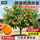 臨雅贛南臍橙樹(shù)苗果凍橙子果樹(shù)嫁接砂糖橘果苗當年結果沃柑大桔子盆栽 【旗艦款】高產(chǎn)臍橙大苗-1棵