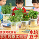 幼兒園水培容器水培植物兒童觀(guān)察器皿綠植綠豆種子豆芽發(fā)芽實(shí)驗 水培綠豆1套【送噴壺*1】