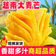 正宗現摘越南玉芒青芒 新鮮水果爆甜芒果薄皮當季整箱現發(fā) 5斤帶箱凈重4.5斤 單果200g起