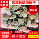 生蠔干牡蠣干新貨福建特產(chǎn)海蠣干干貨霞浦小海蠣子干杜蠣干蠔鼓干 精品級海蠣干250g