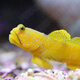 興國海Singosea興國海（Singoseafarm）黃金蝦虎 黃蝦虎魚活體海水觀賞魚 海缸珊 黃金蝦虎3-5cm