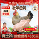 三德子好甄選散養壯年老母雞 凈重1.8-2.4斤 350天左右土雞肉生鮮月子雞湯