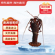 京覓海外直采原裝進(jìn)口澳大利亞巖龍蝦(490g-610g)海鮮禮盒