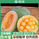 京覓海南哈密瓜凈重4.5-5斤單果1000g+新鮮應季密瓜源頭直發(fā)