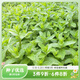 萌吖吖春秋播兩季種子 香草香菜類(lèi)蔬菜種子 萌吖吖系列薄荷香菜香芹種子 薄荷