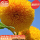 壽禾 觀(guān)賞向日葵種子盆栽種植矮生多頭冬春季太陽(yáng)花花籽花葵花種 （毛絨感）玩具熊向日葵種子 10g