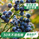 海蒂的花園藍莓樹(shù)苗盆栽果樹(shù)南方北方帶花苞發(fā)貨陽(yáng)臺庭院地栽苗源頭直發(fā)