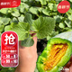 大禹羊角蜜種子苗大全帶土秧苗優(yōu)質(zhì)甜瓜香瓜籽大全蜜瓜 羊角蜜甜瓜苗10棵