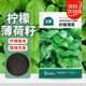 北蔬 薄荷種子苗可食用驅蚊蟲(chóng)四季盆栽種薄荷種籽 檸檬薄荷種子1000粒